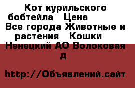 Кот курильского бобтейла › Цена ­ 5 000 - Все города Животные и растения » Кошки   . Ненецкий АО,Волоковая д.